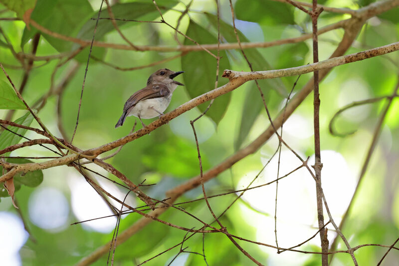 Mangrove Whistler