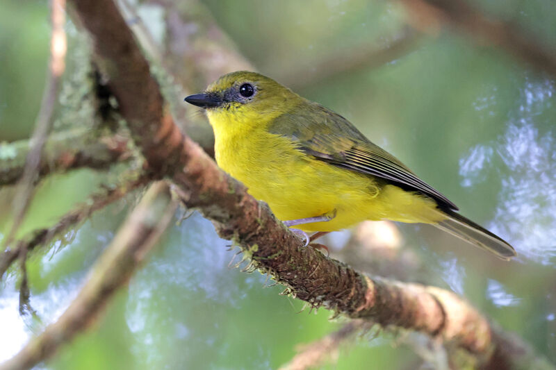 Bornean Whistler