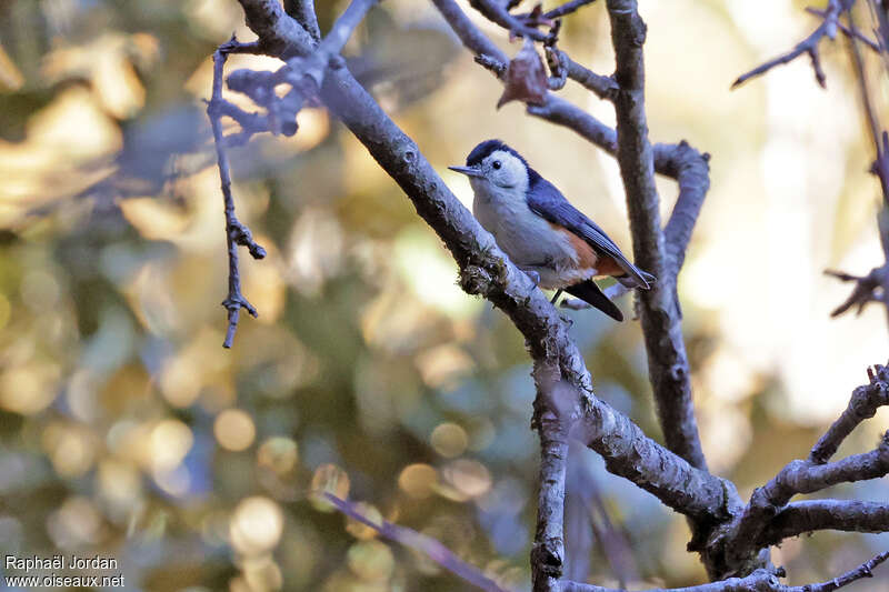 White-cheeked Nuthatch