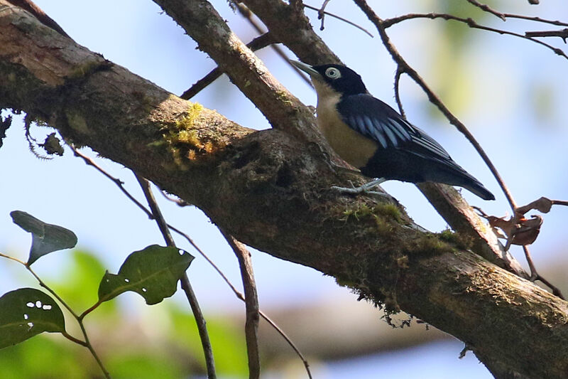 Blue Nuthatchadult