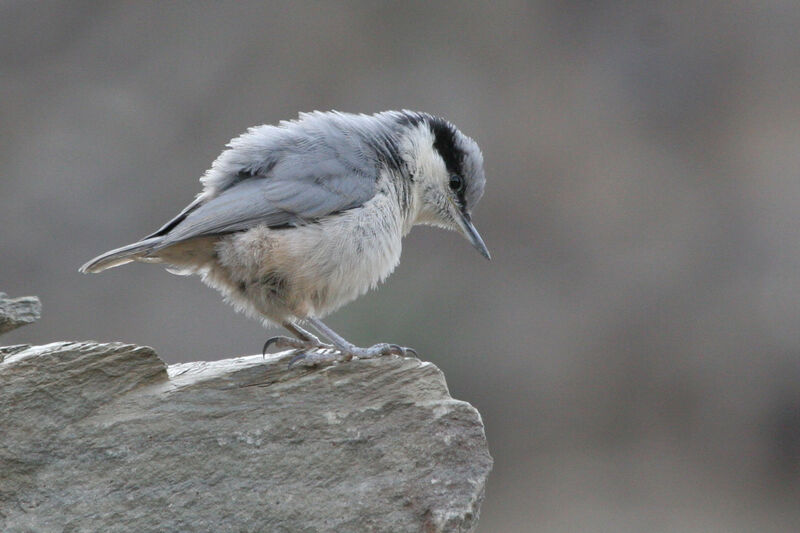 Eastern Rock Nuthatchadult