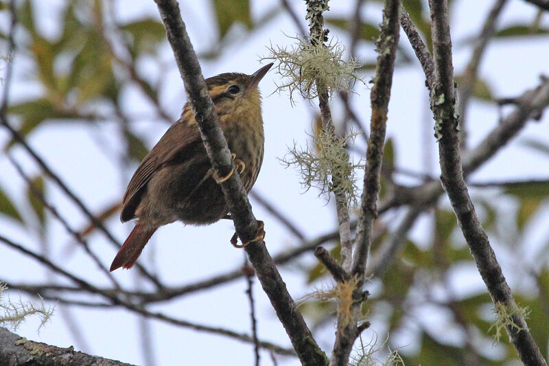 Sharp-billed Treehunter