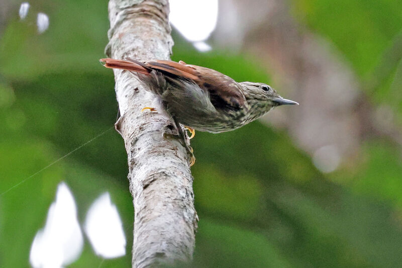 Rufous-tailed Xenops