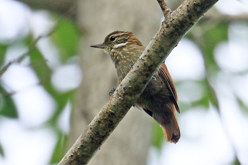 Slender-billed Xenopsadult breeding