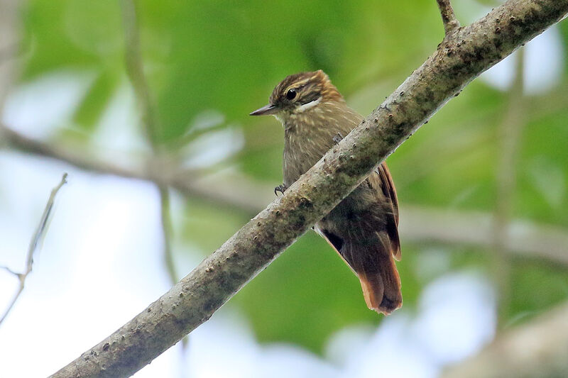 Slender-billed Xenopsadult, identification