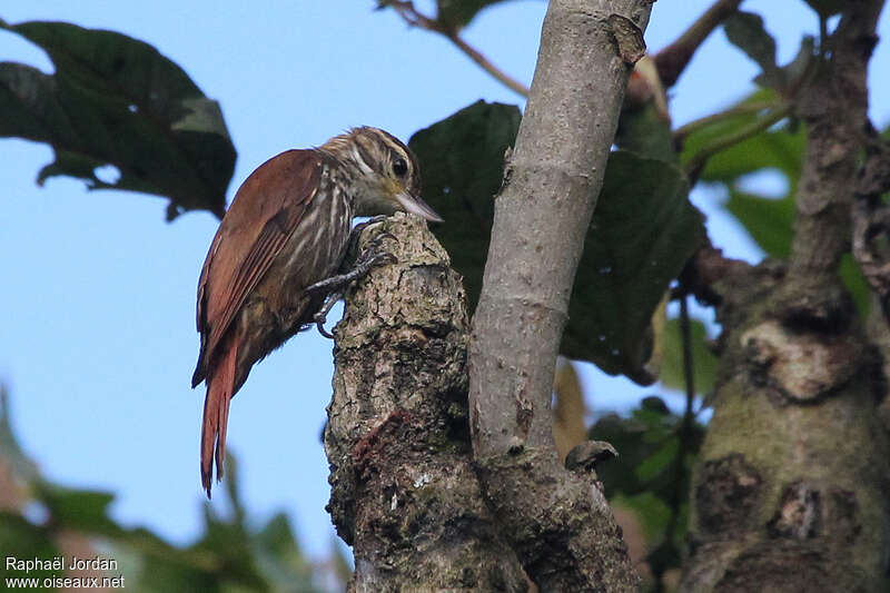 Streaked Xenopsadult, identification