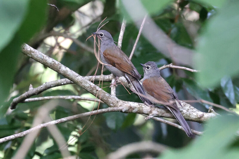 Brown-backed Solitaireadult, Reproduction-nesting