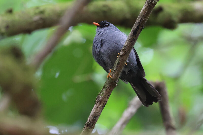 Black-faced Solitaireadult