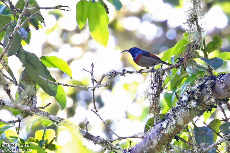 Rufous-winged Sunbird male adult, habitat, pigmentation