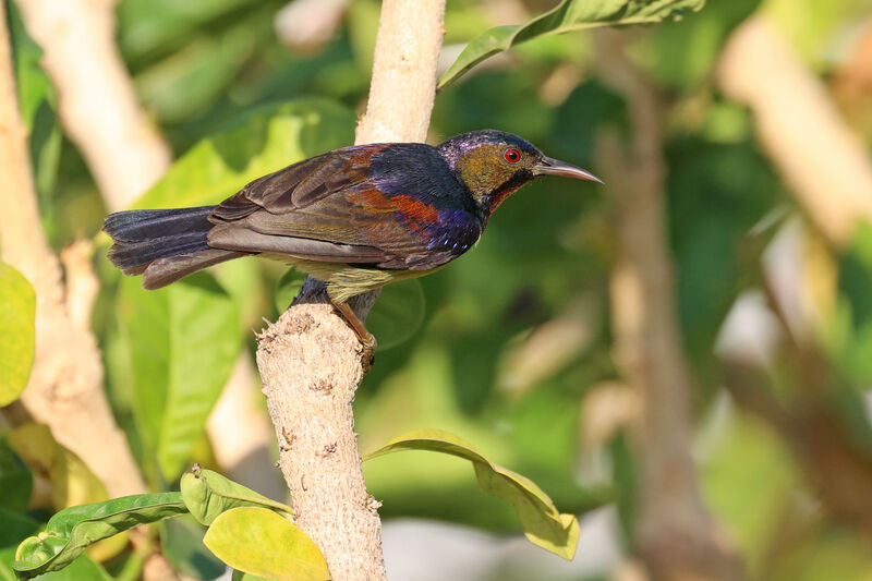 Brown-throated Sunbird male adult