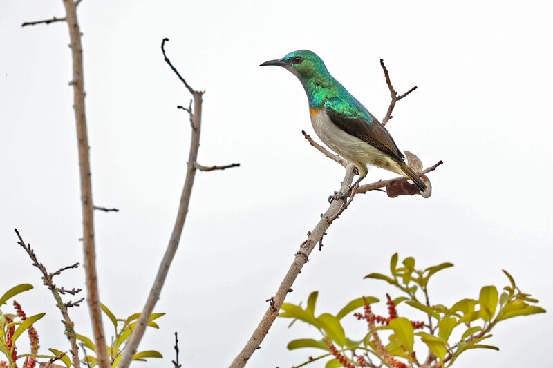 Grey-chinned Sunbird male adult