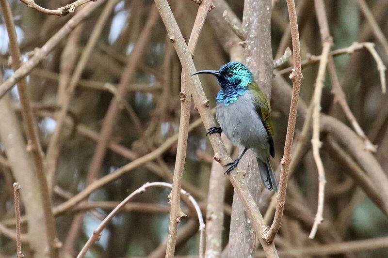 Green-headed Sunbird male adult breeding