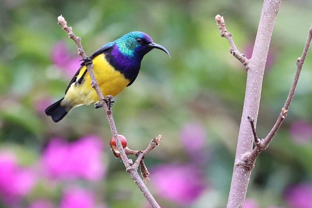Souimanga à ventre jaune