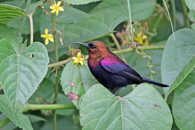 Copper Sunbird male adult