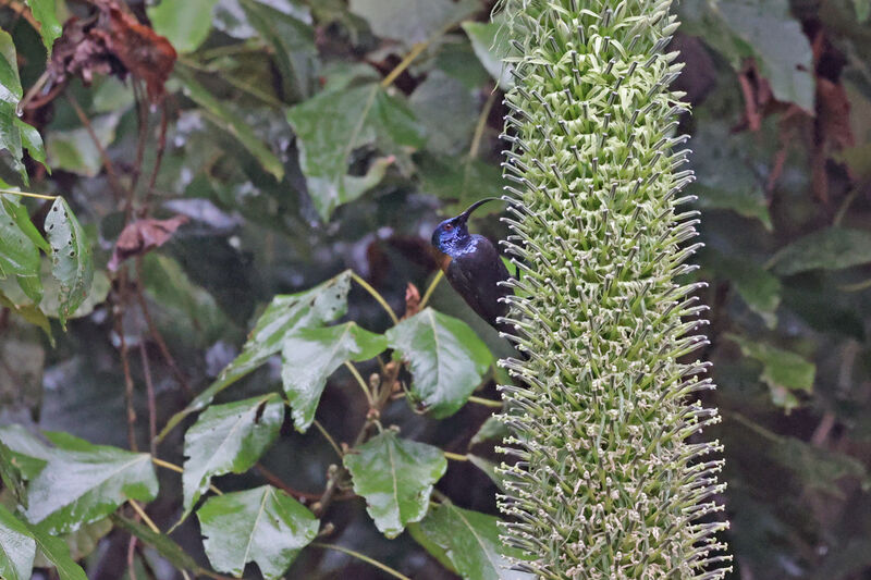 Blue-headed Sunbirdadult