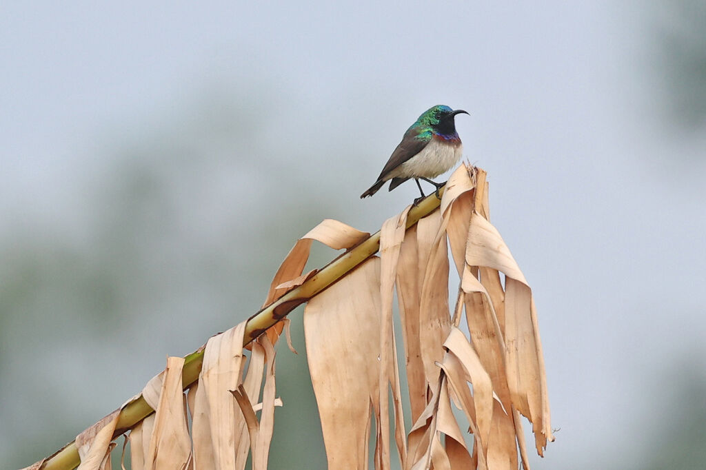 Souimanga d'Oustalet mâle adulte