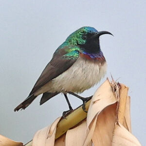 Souimanga d'Oustalet