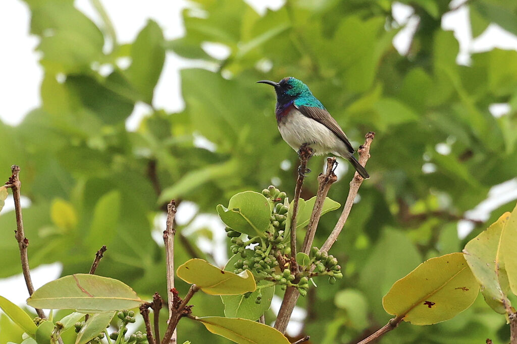 Souimanga d'Oustalet mâle adulte