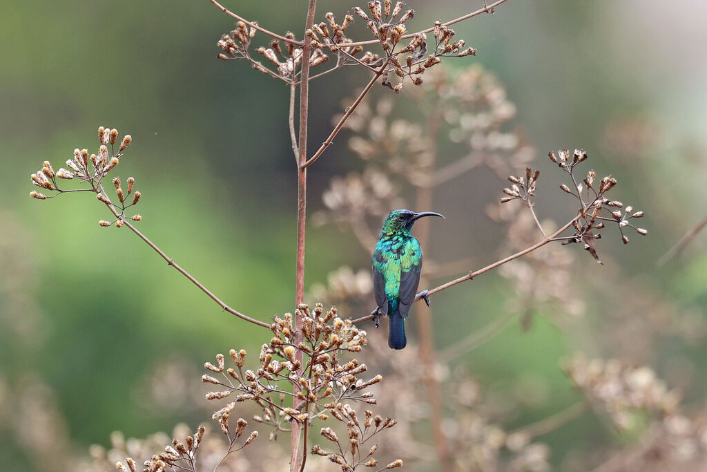 Souimanga de Bouvier