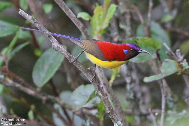 Souimanga de Gould mâle adulte nuptial, identification