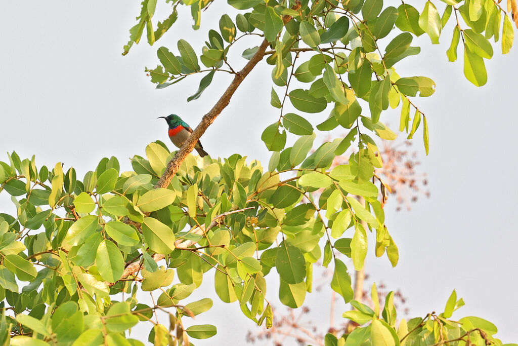Souimanga de Pinto mâle adulte