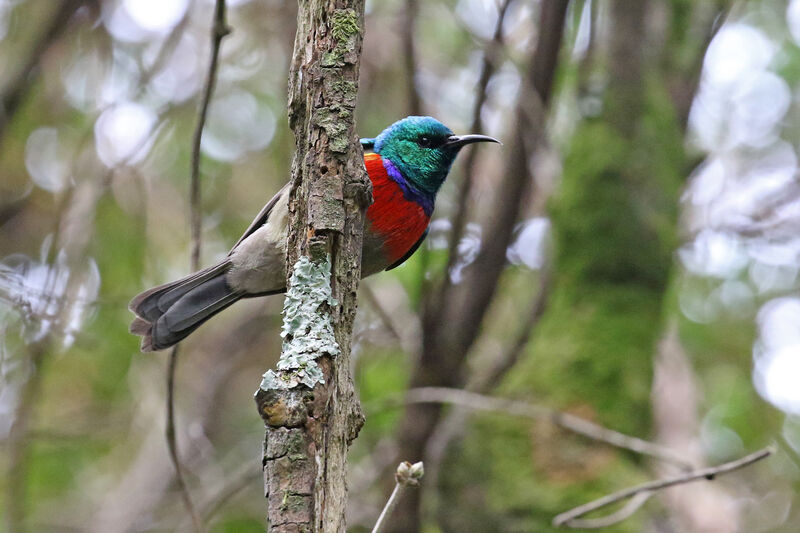 Rwenzori Double-collared Sunbird male adult breeding