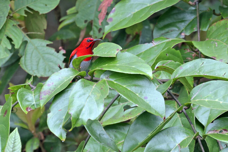 Temminck's Sunbird male adult