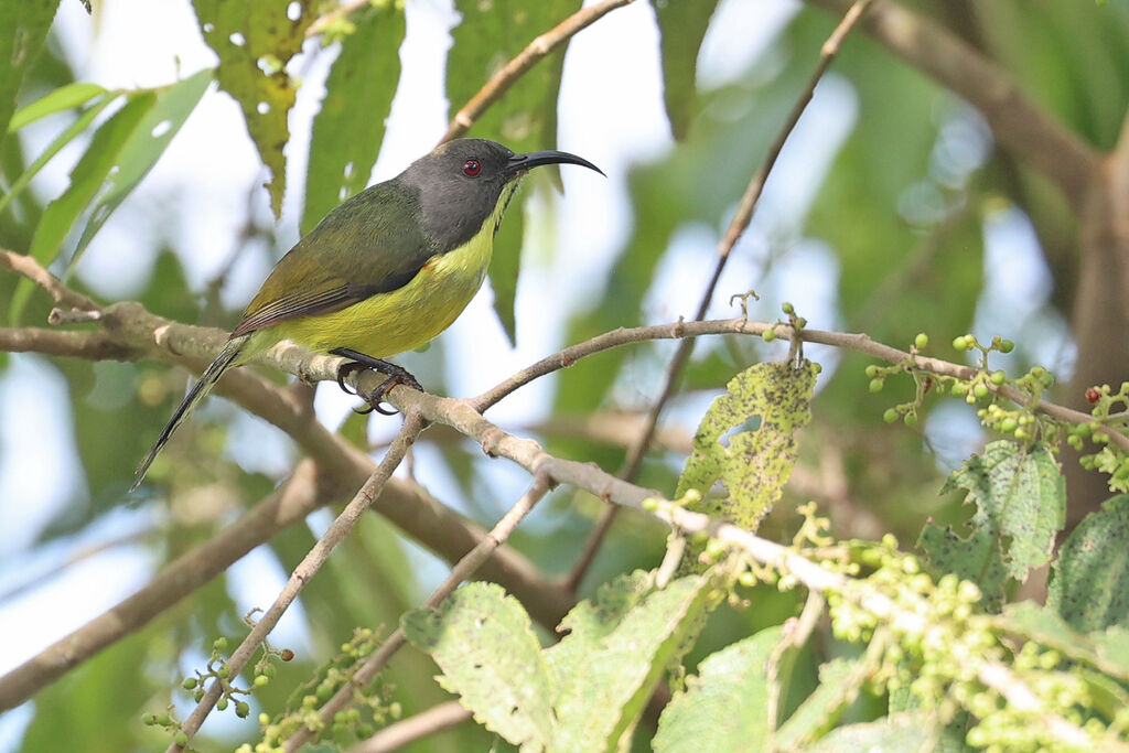 Souimanga des T'bolis
