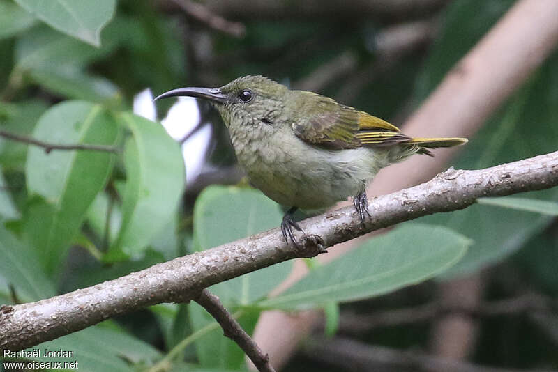 Souimanga olivâtreadulte, habitat, pigmentation