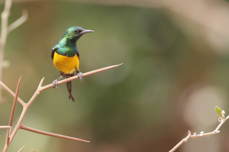 Pygmy Sunbird male adult breeding