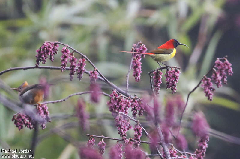 Fire-tailed Sunbird male adult breeding, identification