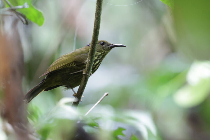 Purple-naped Spiderhunter