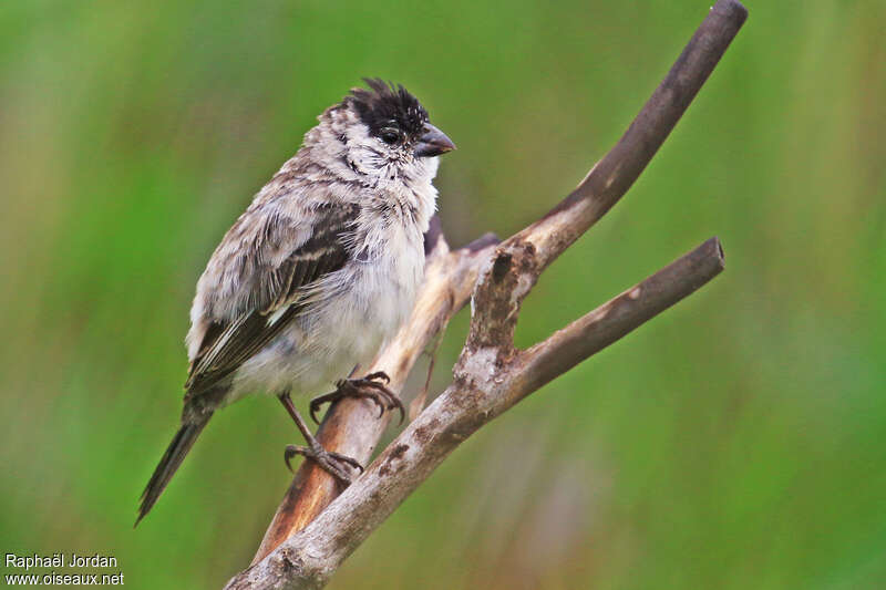 Sporophile à ceinture perle mâle adulte, identification