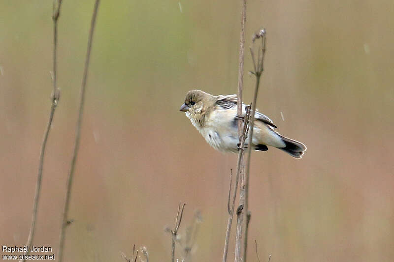 Sporophile à ceinture perle femelle adulte, identification