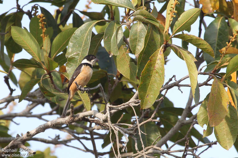 Cinnamon-rumped Seedeater male adult, identification