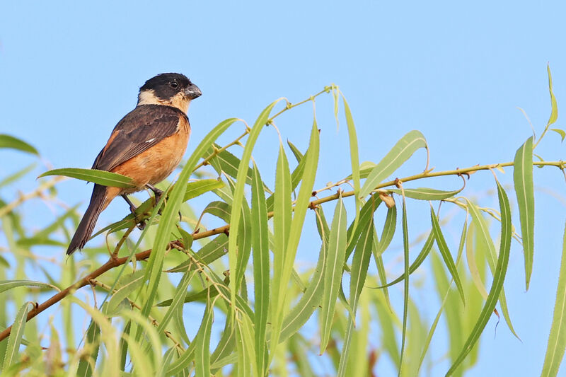 Cinnamon-rumped Seedeater male adult breeding