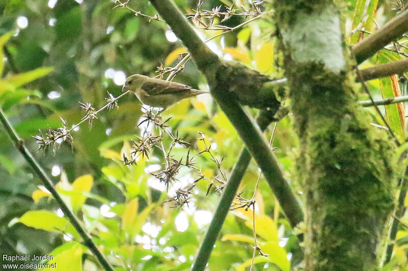 Buffy-fronted Seedeater