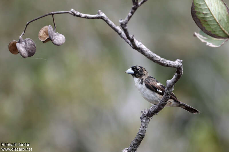 White-naped Seedeater male immature