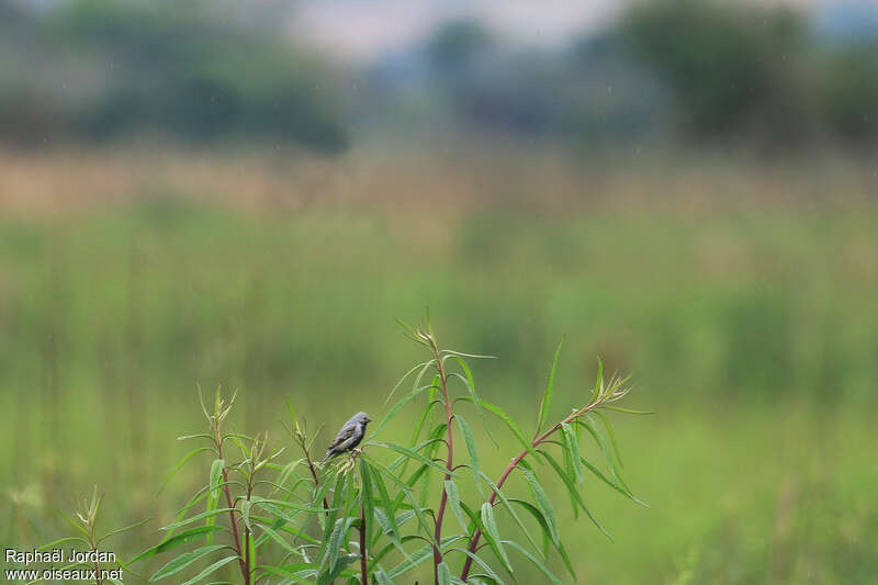 Black-bellied Seedeater male adult, identification