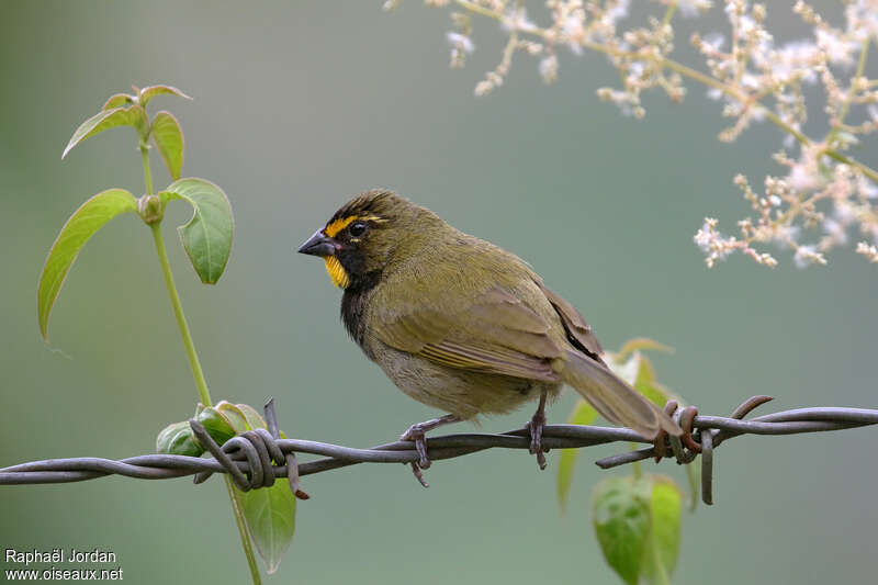 Sporophile grand-chanteur mâle adulte, identification