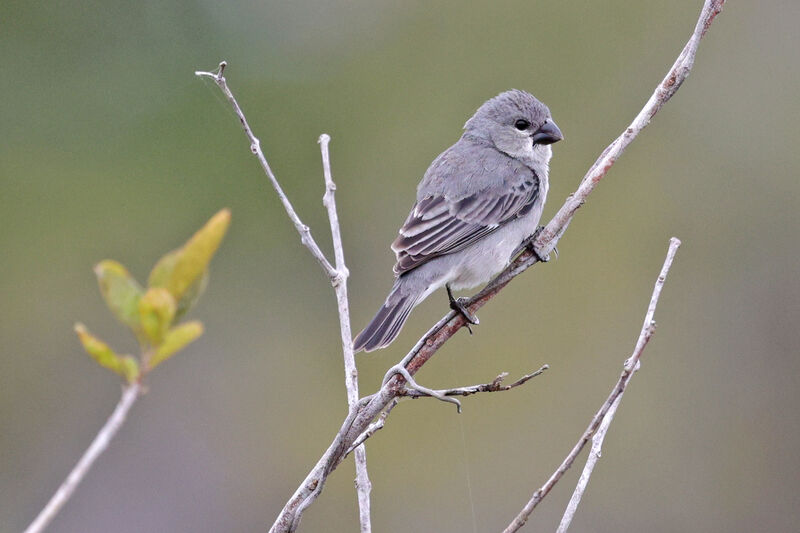 Plumbeous Seedeater male adult