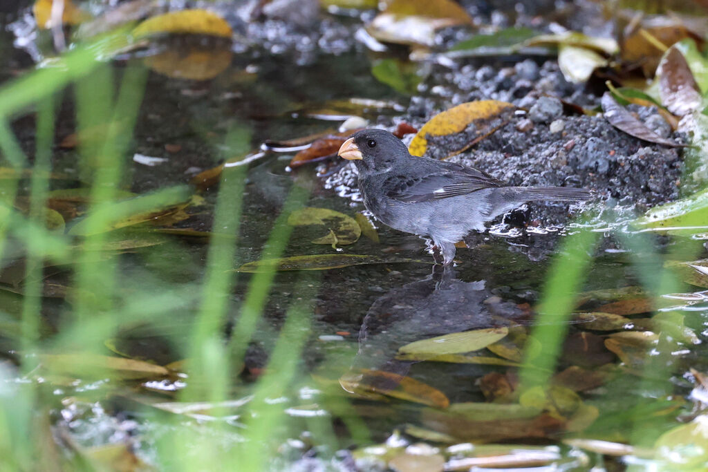 Sporophile intermédiaire mâle adulte