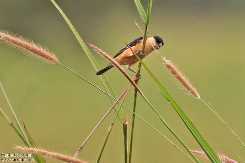 Black-and-tawny Seedeater male adult