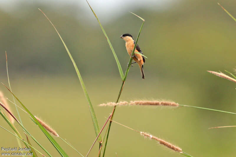 Black-and-tawny Seedeater male adult