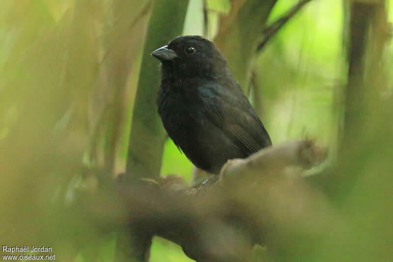 Blackish-blue Seedeater male adult, identification