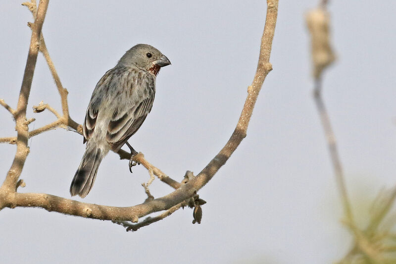 Chestnut-throated Seedeater male adult