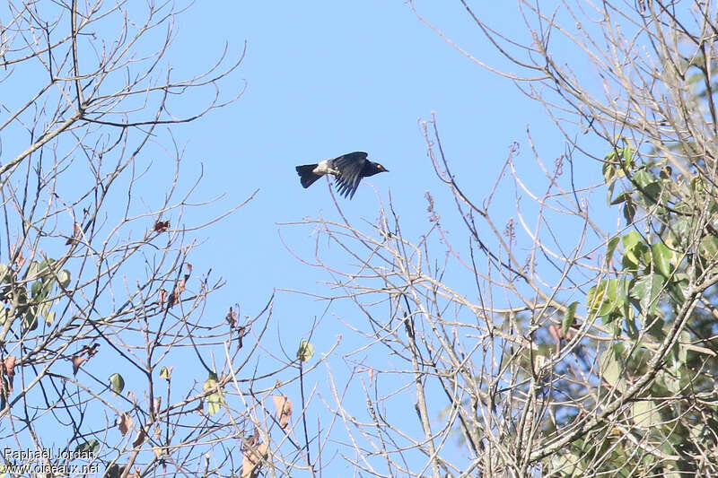 Abbott's Starling male adult