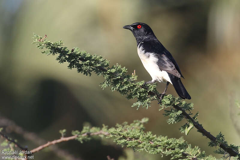 Magpie Starling male adult, identification