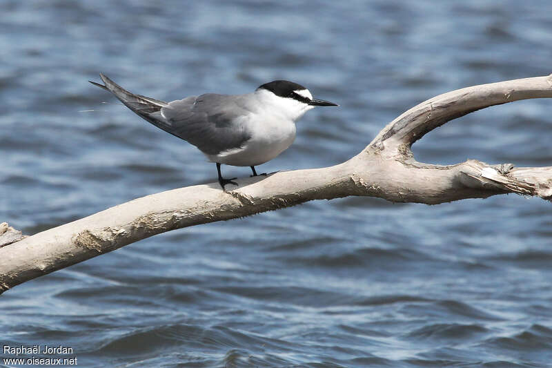 Aleutian Ternadult breeding, identification