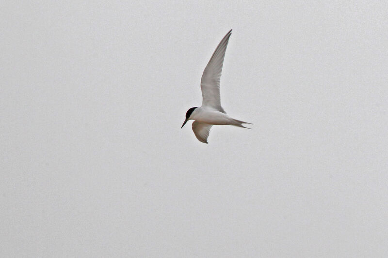 Damara Tern